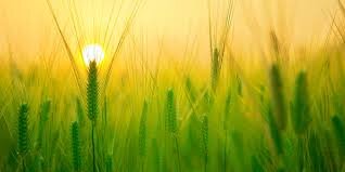 Evangelio de Hoy, Viernes 26 de Julio 2024