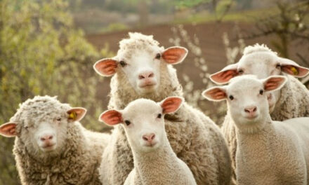 Evangelio de Hoy, Domingo 21 de Julio 2024