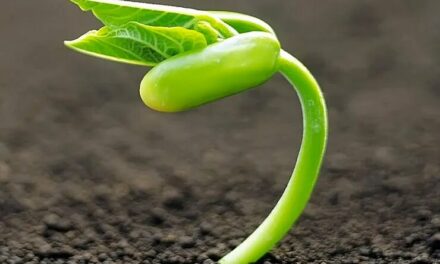 Evangelio de Hoy, Sábado 10 de Agosto 2024, Festividad de San Lorenzo