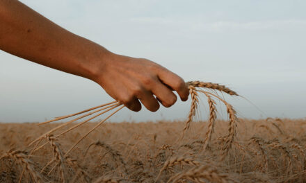 Evangelio de Hoy, Domingo 6 de Julio 2025