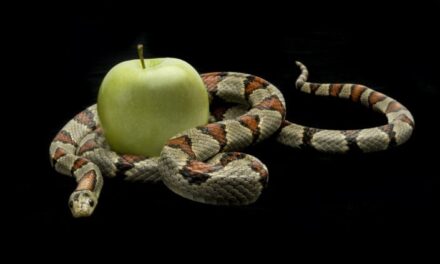 Meditaciones 1.º domingo de Cuaresma (Ciclo A): Las tentaciones buscan debilitar nuestra filiación divina